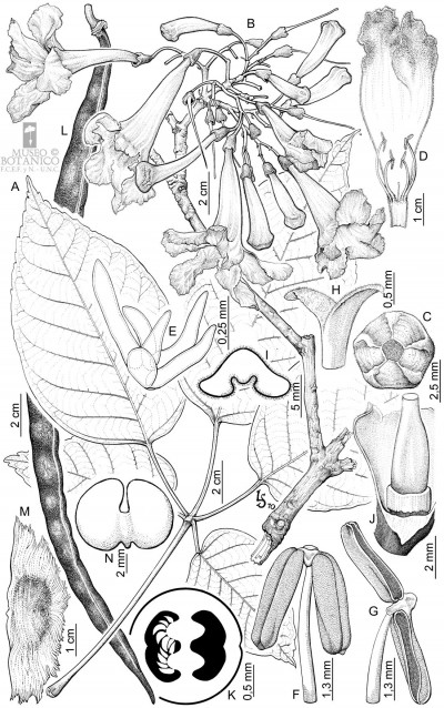 Handroanthus lapacho (K. Schum.) Mattos. A, inflorescencia. B